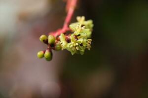 background with pattern of Parthenocissus leaves and copy space photo