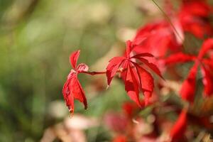 background with pattern of Parthenocissus leaves and copy space photo