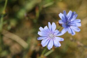 Pattern of blue chicory flowers on the meadow in summer photo