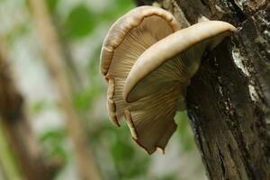 Oyster mushrooms on the tree trunk in the autumn garden photo