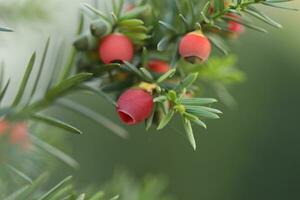 berries of taxus baccata tree in the garden. Taxus branches photo