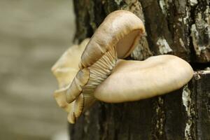 Oyster mushrooms on the tree trunk in the autumn garden photo
