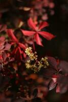 background with pattern of Parthenocissus leaves and copy space photo