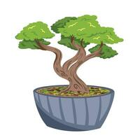 Bonsai tree plant inside gray pot vector illustration isolated on square white background. Simple flat cartoon art styled drawing.