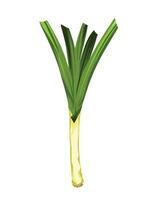 Leek raw vegetable vector illustration isolated on white background. Simple flat cartoon art styled drawing.