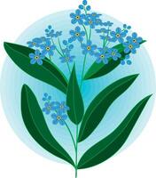 Illustration, The forget me not flower on soft blue circle background. vector