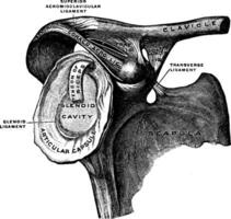 Clavicle and Scapula with Ligament, vintage illustration. vector