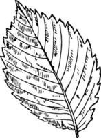 American Elm Leaf vintage illustration. vector