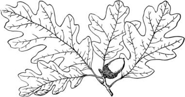 Branch of Garry Oak vintage illustration. vector