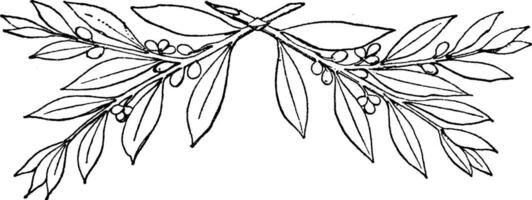 laurel ramas fueron encontró en un el plata tesoro de hildesheim, Clásico grabado. vector