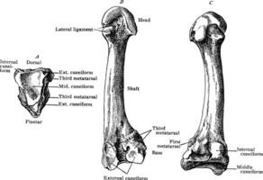 Second Metatarsal, vintage illustration. vector