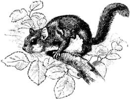 American Flying Squirrel, vintage illustration. vector