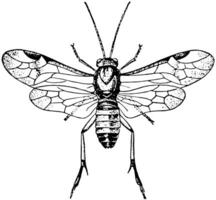 alerce mosca sierra, Clásico ilustración. vector
