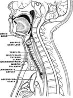 Sagittal Section of the Neck and Head, vintage illustration vector