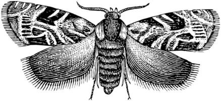 Plum Moth, vintage illustration. vector