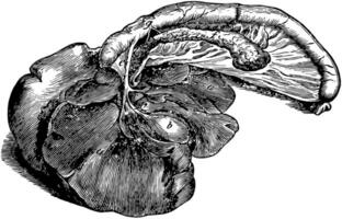 Digestive Organs of a Dog, vintage illustration. vector