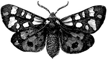 Tiger Moth, vintage illustration. vector