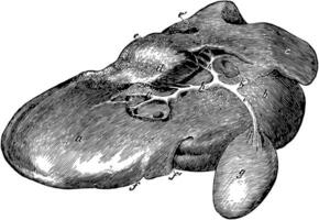 Liver of an Ox, vintage illustration. vector
