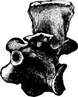 Hesperornis Vertebrae, vintage illustration. vector
