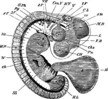 Embryo Chick at Fourth Day, vintage illustration. vector