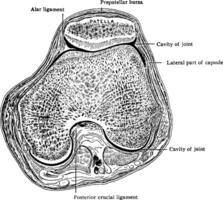 Horizontal Section Through Knee Joint, vintage illustration. vector