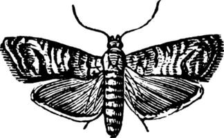 Codling Moth, vintage illustration. vector