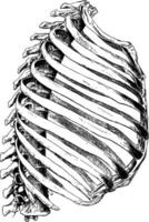 Lateral View of Bony Thorax, vintage illustration. vector