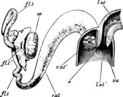 Rabbit Vagina, vintage illustration vector