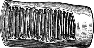 pequeño intestino parte, Clásico ilustración. vector