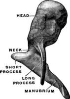 Malleus From in Front, vintage illustration. vector