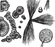 Leucine and tyrosine, vintage engraving. vector