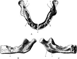 Jaw at Birth, vintage illustration. vector