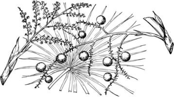 Branch of Coccothrinax Jucunda vintage illustration. vector