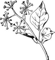 hiedra rociar tiene elíptico estrechándose hojas ese son aparente después floreciente, Clásico grabado. vector