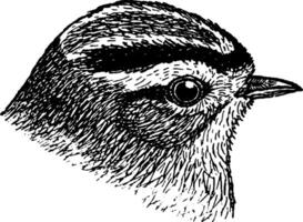 Golden crowned Kinglet, vintage illustration. vector