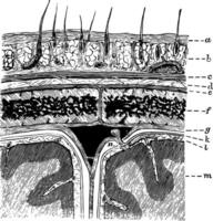 Layers of the Scalp and Membrane of the Brain, vintage illustration vector