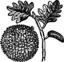 Breadfruit vintage illustration. vector