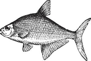 Bream or abramis brama, vintage engraving. vector