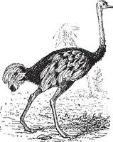 Ostrich, vintage engraving. vector