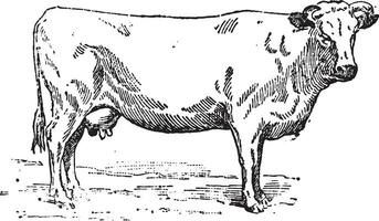 Normande cow, vintage engraving. vector