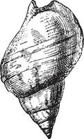 Whelk, vintage engraving. vector