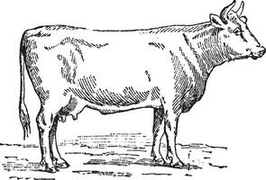 Flemish cow, vintage engraving. vector