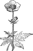 Buttercups or ranunculus, vintage engraving. vector