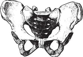 Pelvis, vintage engraving. vector