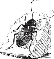 Cockroach, vintage engraving. vector