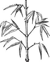 Bamboo, vintage engraving. vector