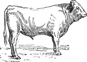 Ox garonnais, vintage engraving. vector