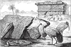 Groups of Ibises vintage engraving vector