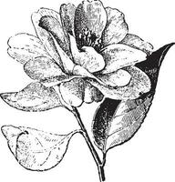 Camellia, vintage engraving. vector