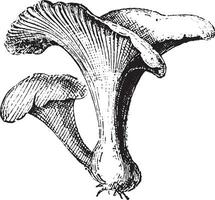 Chanterelle, vintage engraving. vector